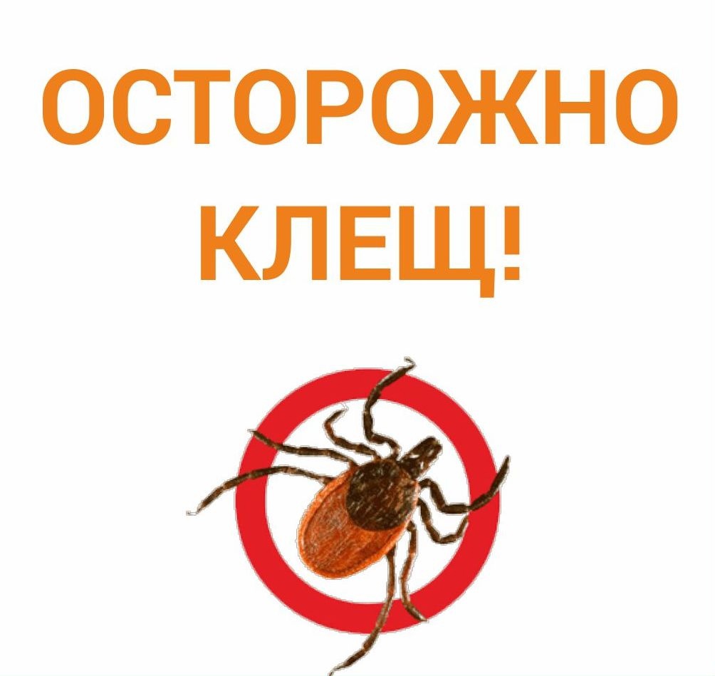 Внимаю граждан! В Алтайском крае начался сезон активности клещей.